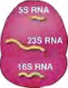 A ribosome: a small grain with no covering, where protein is made. It holds pieces of RNA of different sizes.