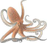 Octopus: a sea mollusc whose head carries long tentacles