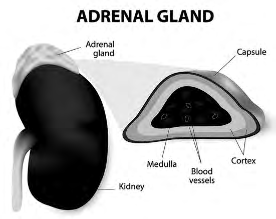 An adrenal gland on top of the kidney, and the same gland cut open to show the outer cortex, the inner medulla and the blood vessels.