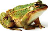 Frog: an amphibian with moist, smooth skin and no scales