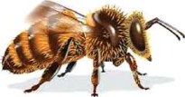 Drone bee: stouter, darker and hairier than the worker.