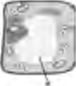 A single cell. The building of the whole body starts from this one small unit.