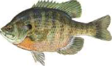 Fish: has a backbone