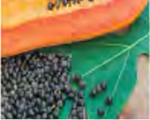A papaya carries a crowd of small black seeds in its hollow.