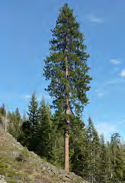 Needle leaves and a cone shape are the adaptations of a tree that lives where snow falls.