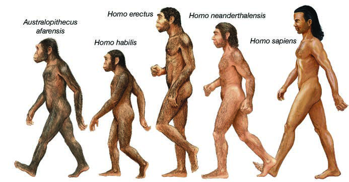 Five stages of human evolution, from Australopithecus afarensis on the left to Homo sapiens on the right. Notice how the body becomes taller and the walk becomes fully upright.