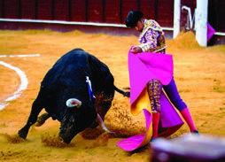 A matador faces a bull in a Spanish bullring, a custom some admire and others criticise.