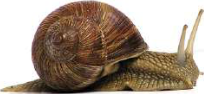 Snail: its soft body can withdraw into a coiled shell