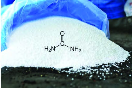 The white grains of urea, the nitrogenous fertilizer farmers use most.