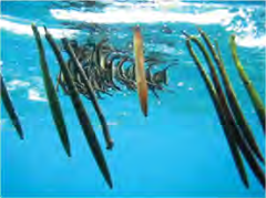 The long mangrove seeds float in the water until they reach a new place to grow.