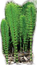 Horsetail