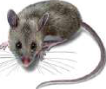 Rat: hair over the whole body and whiskers on the snout
