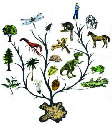 The tree of life: from one shared beginning, branches spread out to plants, insects, fish, reptiles, birds, mammals and finally human beings.