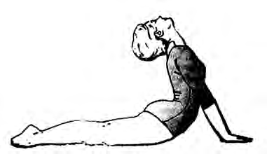 Bhujangasana: the legs and hips stay on the floor while the chest and head rise like a cobra's hood