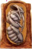 Pupa: a still stage in a sealed cell, with legs and wings forming