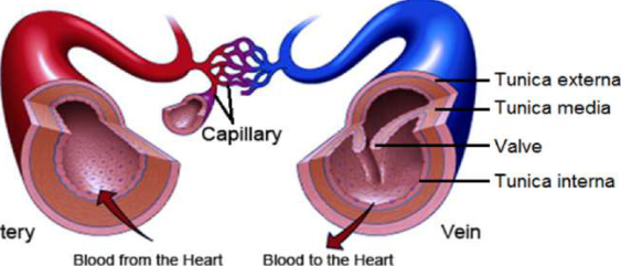 Types of blood vessels: a thick-walled artery carrying blood from the heart, a network of capillaries in the middle, and a vein with a valve carrying blood to the heart