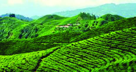 Green tea gardens cover the hills, with a village in the distance.