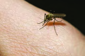 A mosquito rests on human skin and sucks blood. The parasite gains its meal and the host is harmed.