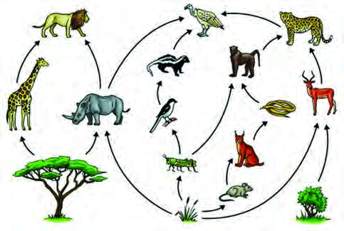 A food web: many food chains interlinked into one complex network, in which several organisms depend on the same organism for food.