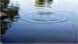Ripples spreading out in circles from the point where a stone fell, travelling towards the bank.