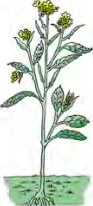 In a mustard plant the flower is the part that carries out sexual reproduction, and the seeds form from it.