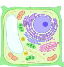A plant cell, with a cell wall on the outside and a large vacuole inside