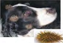 Hooked burr fruits catch in a dog's hair and are carried a long way from the plant.