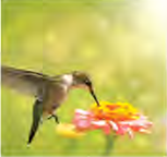 A small bird that comes to drink nectar carries pollen on to another flower.