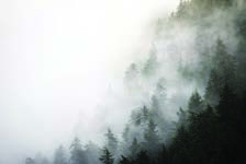 A forested hillside disappearing into thick white mist: foggy.
