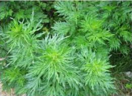 Tite paati: a herb with finely divided leaves