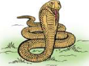 Snake: a legless vertebrate whose long body is held up by a backbone.