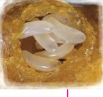 Egg: white, elongated eggs inside a wax cell