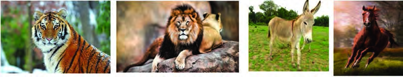 A tiger, a lion, a donkey and a horse. Which of these animals match each other most closely?