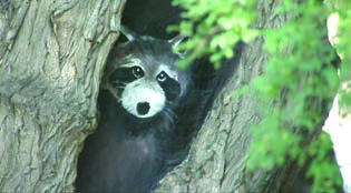 A raccoon looking out from a hole in a tree. A hollow trunk, a log, a gap under rocks or a burrow underground all trap warmth and keep the wind out.