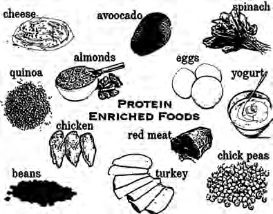 Fig 6.2 Foods rich in protein from both animals and plants: eggs, cheese, yogurt, chicken, red meat, chickpeas, beans, almonds and spinach