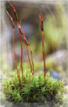 Moss: a small green plant growing close to the ground.