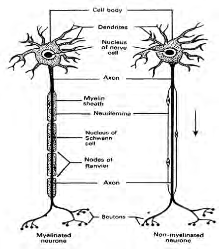 The parts of a neurone: the cell body, the branching dendrites, the long axon and the myelin sheath covering it. The neurone on the left has a myelin sheath and the one on the right does not.