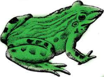 A frog: a vertebrate with a three-chambered heart. What it shares with the flatworm is a multicellular body and heterotrophic nutrition.