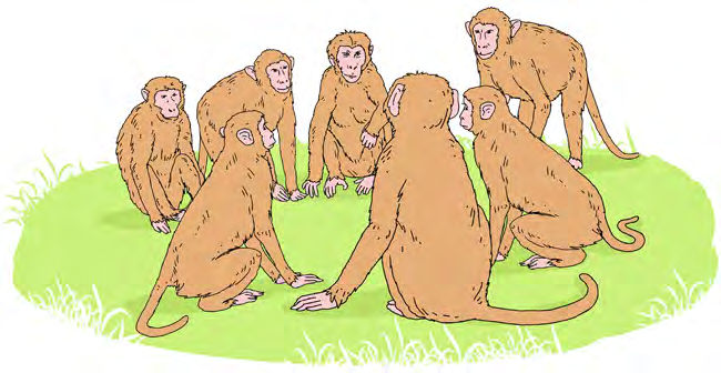 The monkeys gather in a circle to plan their fast.