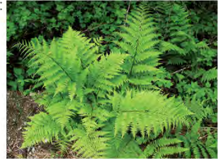 A fern has no flower at all, yet new fern plants keep spreading around it.