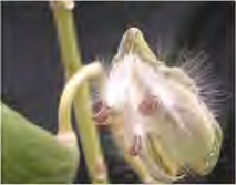 The seeds inside a split calotropis fruit carry silky hairs that let the wind lift them.