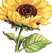 A large developed plant whose flower, leaves and stalk are all built out of cells.