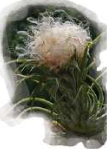 A seed with a fluffy, fur-like tuft that works like a tiny parachute.