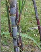 The nodes of a sugarcane stem, where the slender buds that grow into new plants are placed.