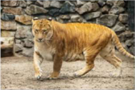 Liger: offspring of a male lion and a female tiger, larger than both parents