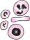 Even inside one body the cells take different shapes: long, round, oval and spindle shaped.