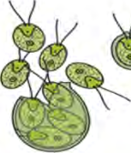 Many small organisms formed inside one chlamydomonas cell break out and then grow separately.