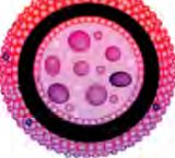 A spherical lysosome, carrying digestive enzymes inside its single layered covering.