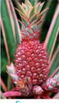 Buds packed together at the crown of a pineapple, the kind of bud cluster that grows away into a new plant.