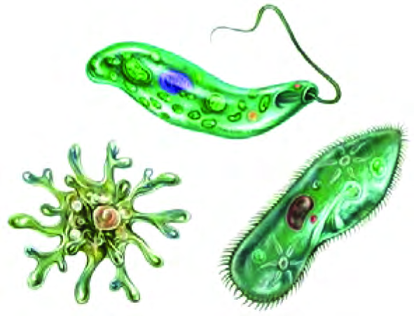 Unicellular organisms: amoeba with pseudopodia, euglena with a flagellum and paramecium covered with cilia